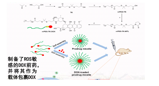 PLGA5K-TK-MPEG2K  mPEG-TK-PLGA聚乙二醇 一种ROS响应聚合物胶束