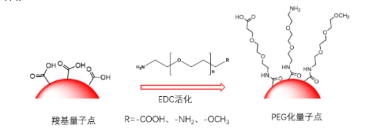 氨基功能化水溶性 氨基功能化水溶性CdSeQds,CdTeQds,CdSe/ZnSQds,ZnOQds,CuInS/ZnSQds量子点