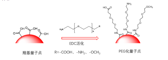 氨基功能化水溶性CdSeQds,CdTeQds,CdSe/ZnSQds,ZnOQds,CuInS/ZnSQds量子点