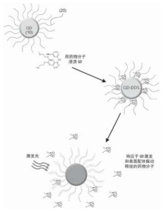 抗肿瘤药物阿霉素/紫杉醇/顺铂/喜树碱/偶联近红外二区量子点(CdSeQds，CdTeQds，ZnCdS/ZnSQds，CdSe/ZnSQds)