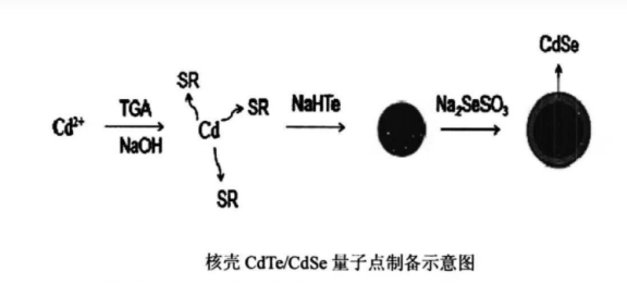 水溶性碲化镉硒/硫化锌量子点（CdSeTe/ZnS）表面为羧基，含PEG链