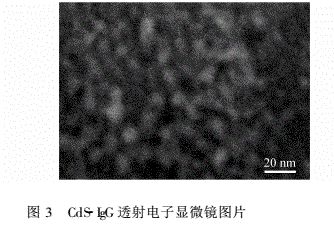 单增李斯特菌抗体IgG偶联近红外二区CdS量子点|IgG-CdSQDS