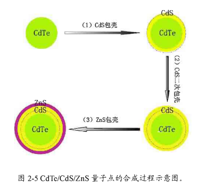 CdTe/CdS/ZnS核壳结构量子点偶联CA199抗体|近红外量子点偶联抗体