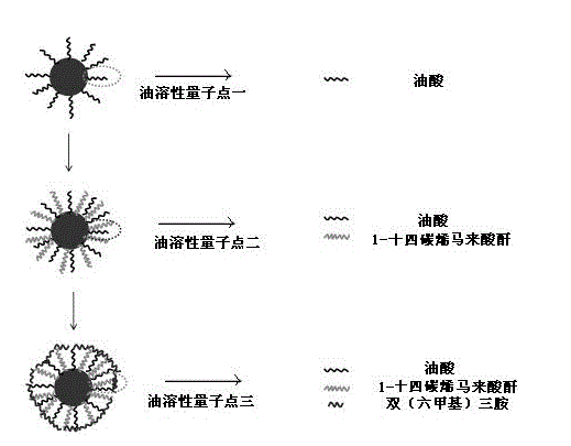 水溶性ZnO掺Cd量子点标记狂犬病P蛋白单克隆抗体|定制供应