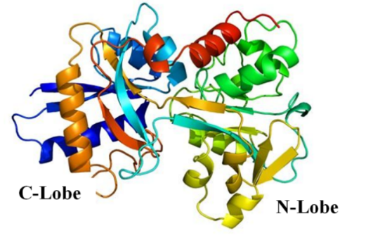 转铁蛋白/细胞穿膜肽共修饰脂质体的制备方法（分享）