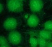 Cy7.5菁染料标记海藻酸钠的基本资料