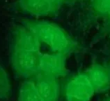 ICG菁染料标记海藻酸钠的荧光波长：800nm-820nm