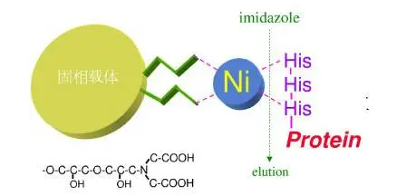 两种常用蛋白纯化的方法(Ni柱亲和层析和离子交换层析)