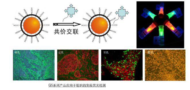 ​谷胱甘肽-巯基乙酸共修饰的CdTe量子点制备方法