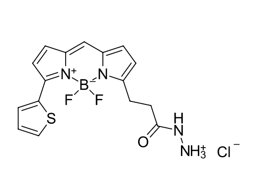 BDP 558/568 hydrazide，BDP 558/568酰肼，bodipy荧光染料使用说明与发光颜色介绍