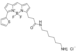 BDP 558/568 amine，氨基功能化BODIPY类氟化硼二吡咯类荧光染料发什么颜色的光？