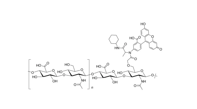 FITC-HA 5k;荧光标记透明质酸50k的应用