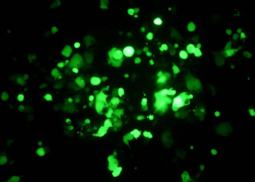 FITC-Chitoshai MW：50K 绿色荧光标记壳聚糖的应用