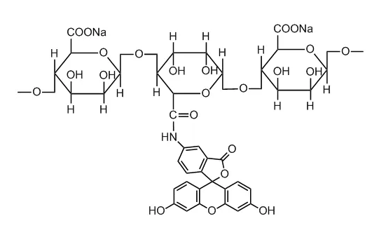 叶酸和异硫氰酸荧光素共修饰的壳聚糖(FA-CS-FITC)
