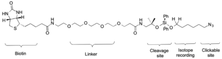 DADPS H2/D2 Biotin Alkyne Pack生物素叠氮探针使质量无关的化学蛋白质组学平台得以实现，有助于解决蛋白质组表征的独特挑战