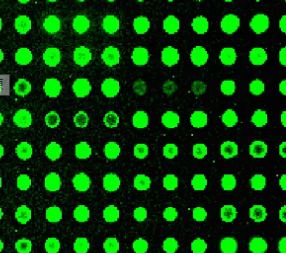 ECL,ECA;无结合鸡冠刺桐凝集素(ECL,ECA)，Unconjugated Erythrina Cristagalli Lectin (ECL, ECA)