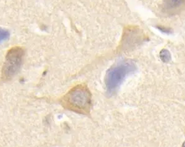 香蕉凝集素(BhaiLec)，Unconjugated Musa Paradisiaca (Bhaihaia) Lectin (BhaiLec)