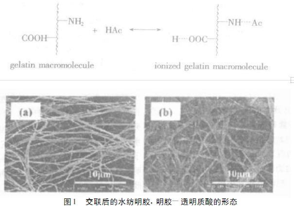 明胶静电纺丝纤维膜的应用