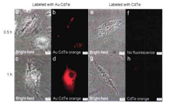 Au:CdTe量子点标记人肺癌细胞A549细胞的步骤方法|
