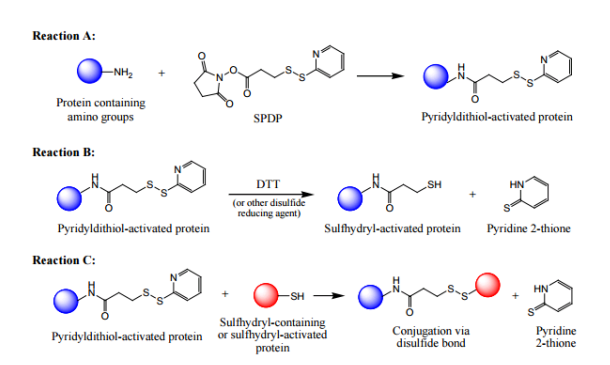 SPDP，CAS #: 68181-17-9偶连带活性基团的蛋白示意图