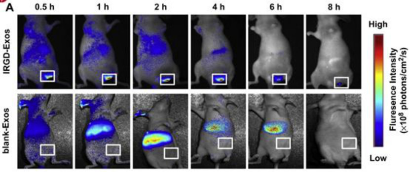 外泌体在载药上的应用