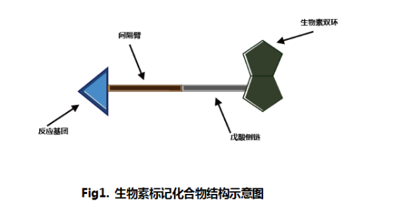 常用的化学法标记试剂之活化生物素Biotin衍生物