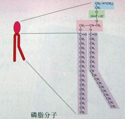 1604022763222543.png 一文了解容易吸潮的几种磷脂介绍以及如何正确称量方式