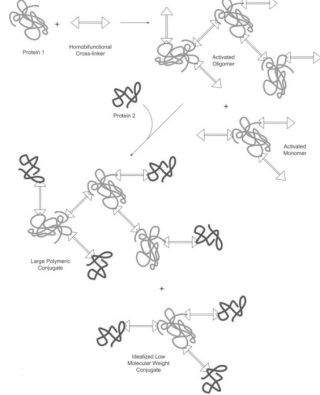 蛋白质交联剂的使用方法和应用方向（转）