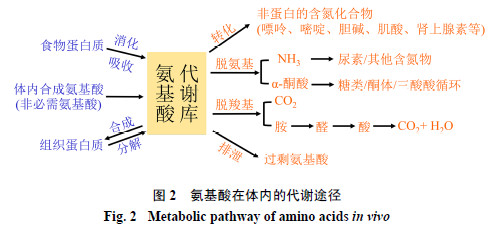 稳定同位素示踪技术在氨基酸代谢调控中的应用