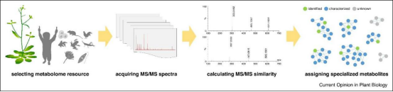 稳定同位素标记的高维度代谢组学用于识别植物中缺失的特征代谢