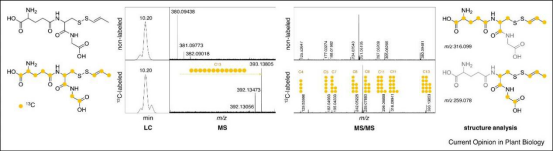 稳定同位素标记的高维度代谢组学用于识别植物中缺失的特征代谢