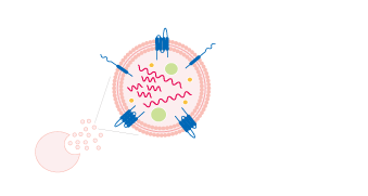 外泌体（Exosome）直径为30～100 nm左右的细胞外囊泡