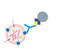 外泌体（Exosome）直径为30～100 nm左右的细胞外囊泡