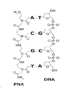 介绍几种肽核酸PNA探针（Globin Reduction PNA，PNA miRNA inhibitors，PNA Clamp Kit，PNA FISH Probes）