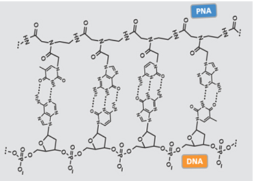 介绍几种肽核酸PNA探针（Globin Reduction PNA，PNA miRNA inhibitors，PNA Clamp Kit，PNA FISH Probes）