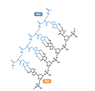 提供肽核酸（PNA）定制合成服务