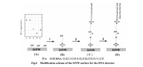 提供硅纳米线(SiNWs)表面有机物APTES改性以及生物改性