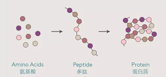 如何溶解多肽? 多肽的溶解方式你知多少?