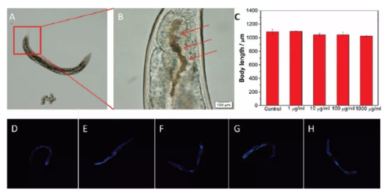 Bi2S3-SiO2 NRs/二氧化硅涂层硫化铋纳米棒多模态显影剂可用于胃肠道GI成像技术