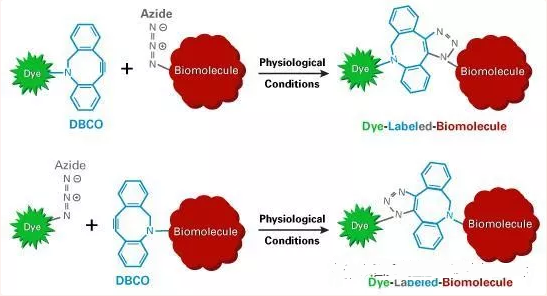 点击化学DBCO修饰蛋白/多肽/糖肽/小分子/抗体