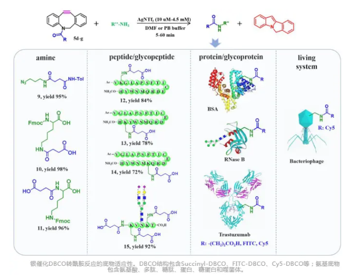 点击化学DBCO修饰蛋白/多肽/糖肽/小分子/抗体
