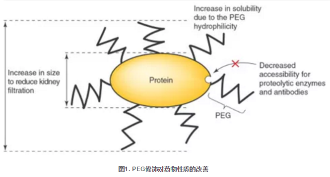 1610002632683763.png 聚乙二醇PEG修饰五种小分子药物的介绍、方法及结果