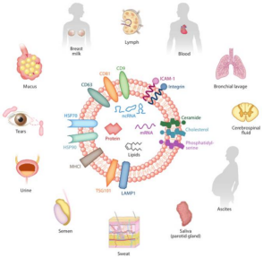 外泌体来源细胞及内含物（microRNA、lncRNA、circRNA、mRNA、tRNA）