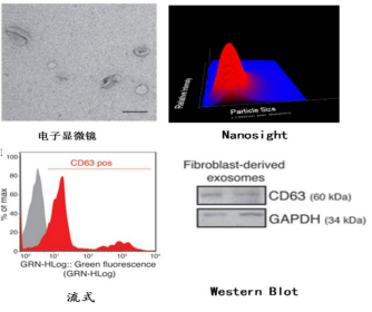 外泌体来源细胞及内含物（microRNA、lncRNA、circRNA、mRNA、tRNA）