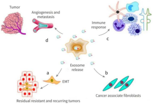 外泌体来源细胞及内含物（microRNA、lncRNA、circRNA、mRNA、tRNA）