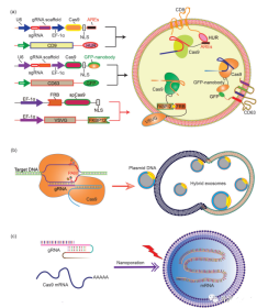 外泌体介导的CRISPR-Cas9递送