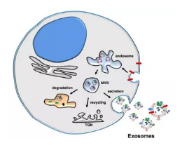 干细胞外泌体可改变其他细胞的功能