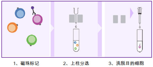 1611888370451164.png 不同磁珠区别及其细胞磁珠分选策略(含供应产品列表)
