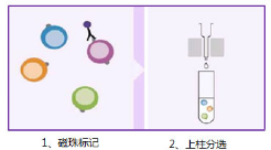 1611888405803235.png 不同磁珠区别及其细胞磁珠分选策略(含供应产品列表)