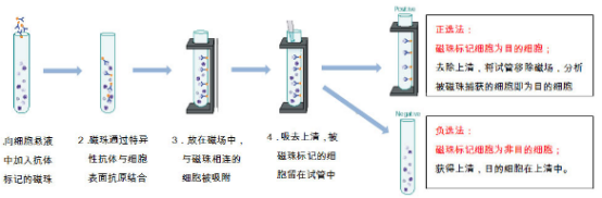 1611888439326865.png 不同磁珠区别及其细胞磁珠分选策略(含供应产品列表)